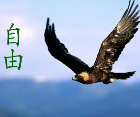 美国eb-1a人才移民-侨置移民—全球移民置业向导者